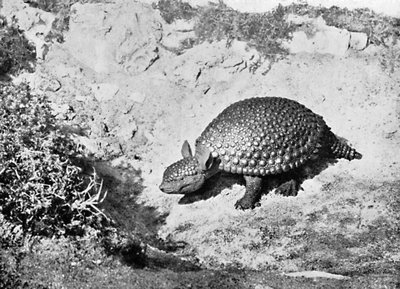 Ein Glyptodon, 20. Jahrhundert von Unbekannt