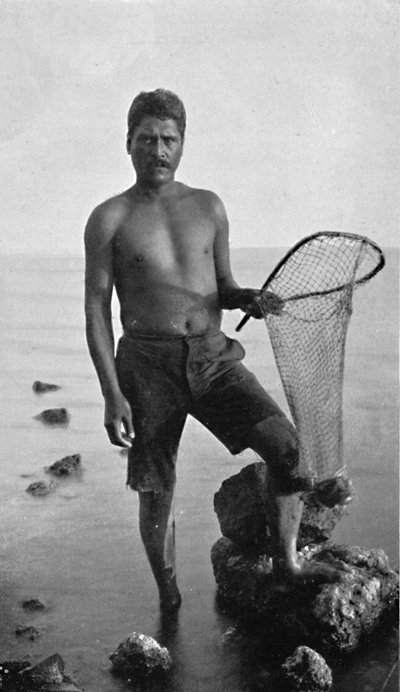 Ein einheimischer Garnelenfischer, Hawaii, mit seinem Netz, 1902 von Unbekannt