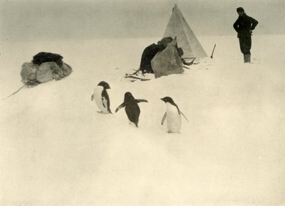 Adelie-Pinguine besuchen ein Lager, ca. 1908 von Unbekannt