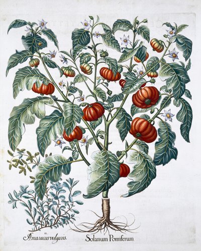 Afrikanische Tomaten- und Majoranpflanzen, 1613 von Unbekannt