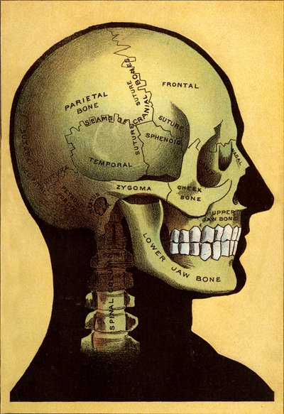 Anatomische Tafel, der Kopf von Unbekannt