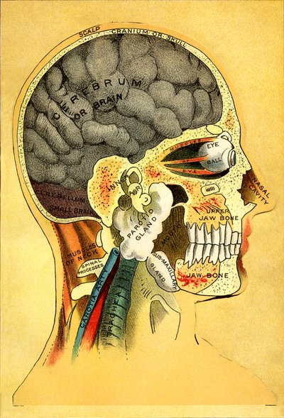Anatomische Tafel, der Kopf 1905 von Unbekannt