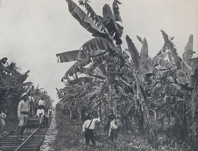 Bananenplantage, 1924 von Unbekannt