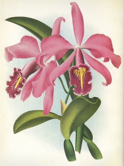 Botanische Tafel/Cattleya maxima var. Malouana/Lindenia von Unbekannt