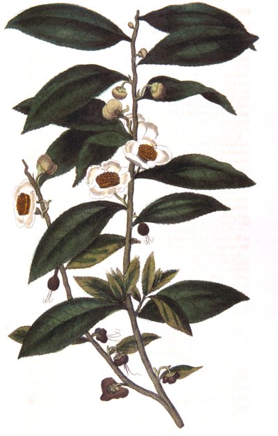 Camellia sinensis - Teepflanze, 1823 von Unbekannt