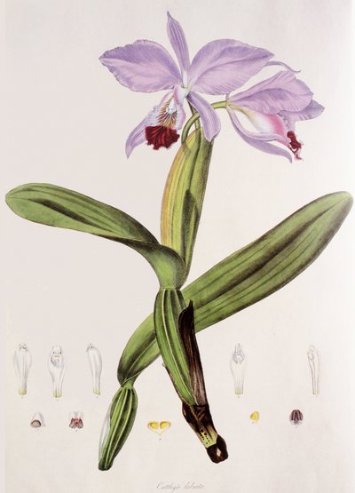 Cattleya labiata von Unbekannt