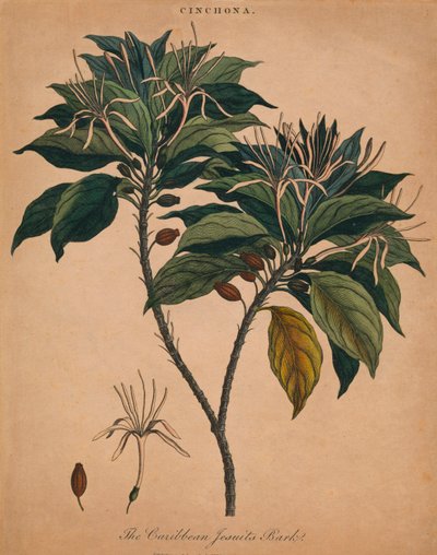 Chinarinde. Die karibische Jesuitenrinde, 1801 von Unbekannt