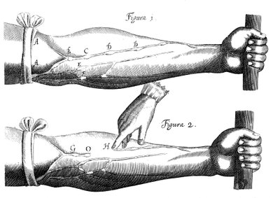 Kreislauf des Blutes, 1628 von Unbekannt