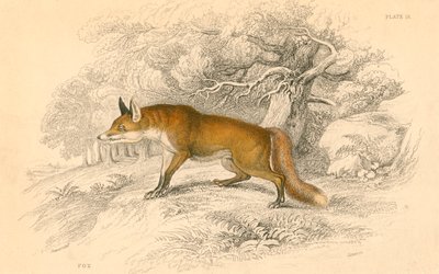 Gemeiner oder Rotfuchs Vulpes vulpes, 1828 von Unbekannt