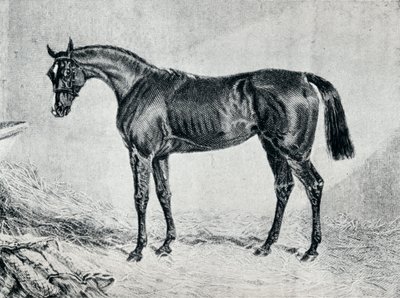 Cyprian, 19. Jahrhundert, 1911 von Unbekannt