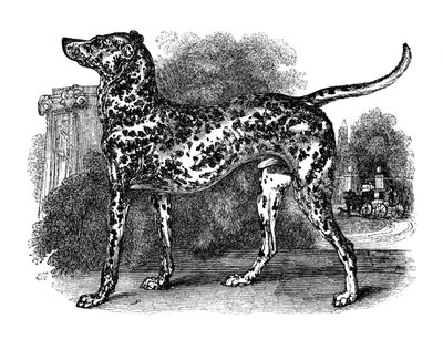 Dalmatinerhund, 1848 von Unbekannt