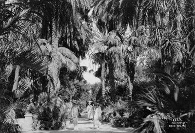 Dattelpalmen, Palermo, Sizilien, Italien, um 1920er-1930er Jahre von Unbekannt