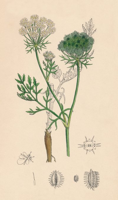 Daucus Carota. Wilde Möhre, 19. Jahrhundert von Unbekannt