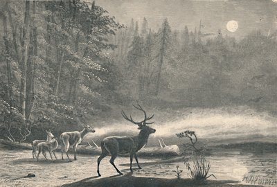 Hirsche am Lake St. Regis bei Nacht, 1883 von Unbekannt