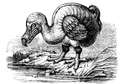 Dodo, 1884 von Unbekannt