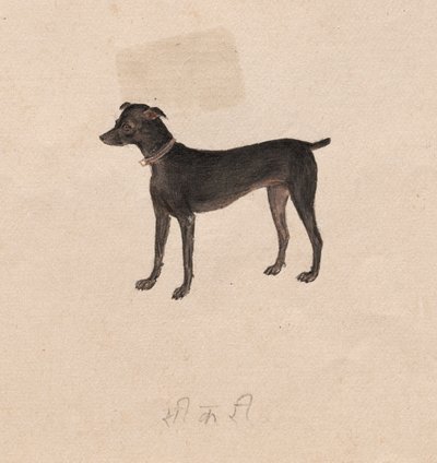 Hund, 1800er Jahre von Unbekannt