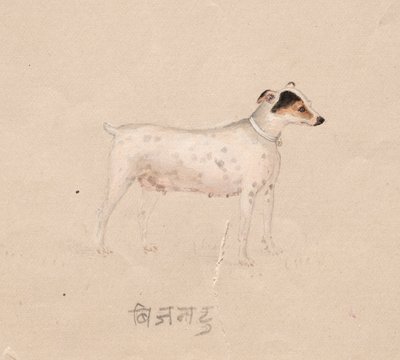Hund, 1800er von Unbekannt