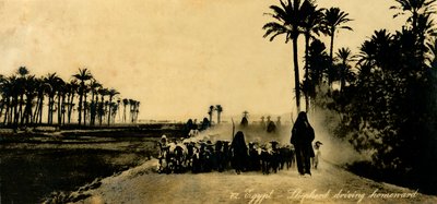 Ägypten - Hirte treibt heimwärts, ca. 1918-1939 von Unbekannt