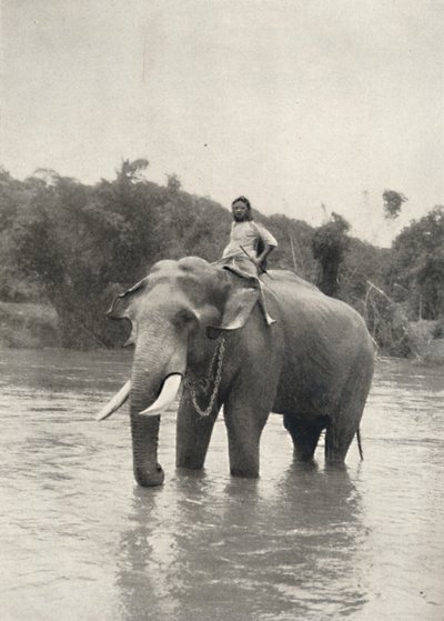 Elefant mit Kornak in der Mahavaliganga, 1926 von Unbekannt