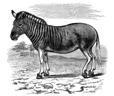 Gravur eines Quagga, 1893 von Unbekannt