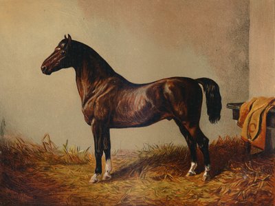 Gesamtes Pony Hack Don Carlos, ca. 1897 von Unbekannt