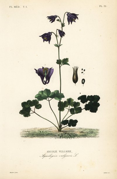 Gewöhnliche Akelei, Aquilegia vulgaris von Unbekannt