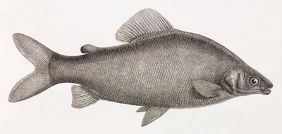 Fische: Le Characin Nefasch von Unbekannt