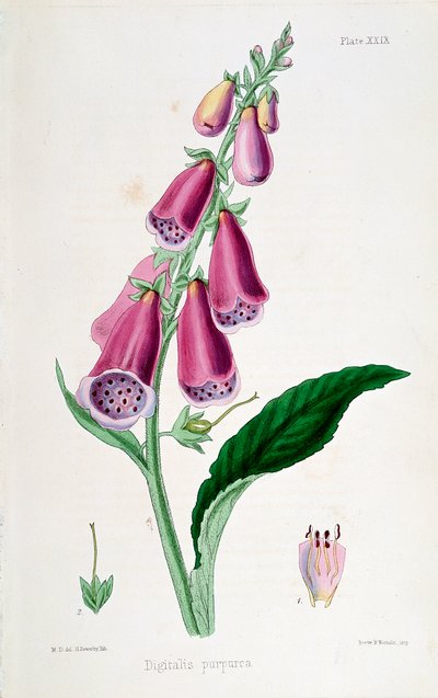 Fingerhut (Digitalis purpurea), 19. Jahrhundert von Unbekannt