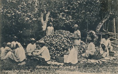 Kakaoernte, Trinidad, B.W.I., frühes 20. Jahrhundert von Unbekannt