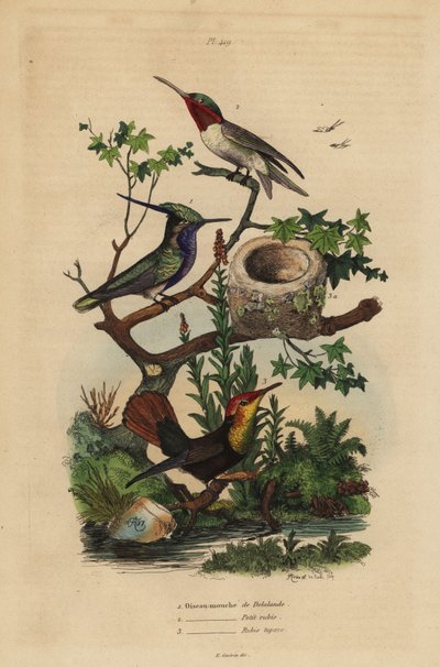 Grünkronen-Schopfhäherling, Stephanoxis lalandi, Rubinkehlkolibri, Archilochus colubris, und Rubintopaskolibri und Nest, Chrysolampis mosquitus von Unbekannt