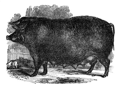 Hampshire-Sau, 1848 von Unbekannt