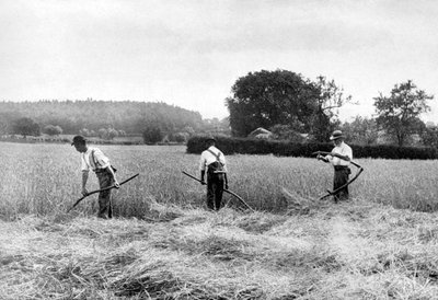Heuernte, 1926 von Unbekannt