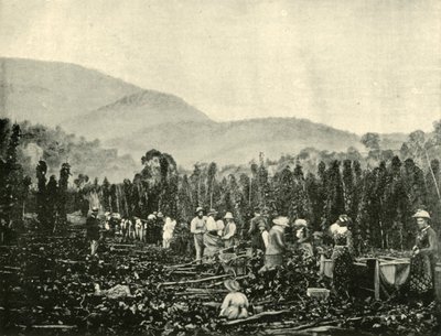 Hopfenernte in Tasmanien, 1901 von Unbekannt