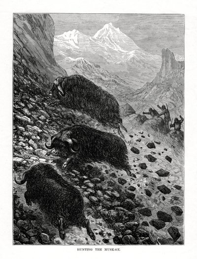 Jagd auf den Moschusochsen, 1877 von Unbekannt