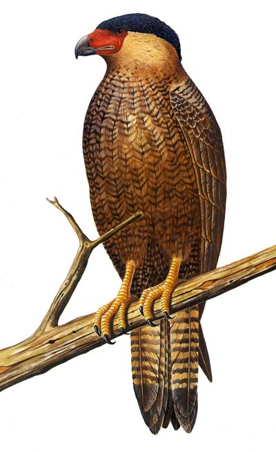 Illustration von Polyborus lutosus, Quelili, Caracara de Guadalupe, Guadalupe Caracara von Unbekannt