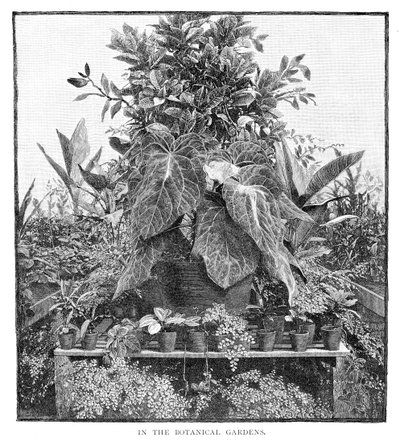 Im Botanischen Garten, 1886 von Unbekannt