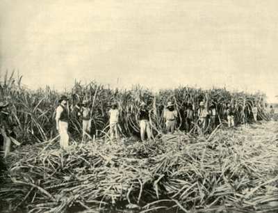 Auf einer Zuckerplantage in Queensland, 1901 von Unbekannt
