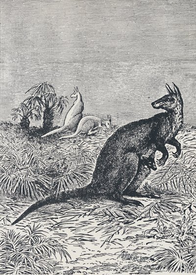 Känguru, 1924 von Unbekannt