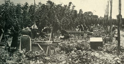 Kent-Hopfen, um 1948 von Unbekannt