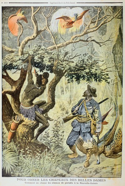 Tötung von Paradiesvögeln, Neuguinea, 1908 von Unbekannt