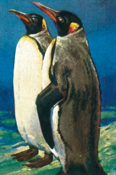 Königspinguine, ca. 1928 von Unbekannt