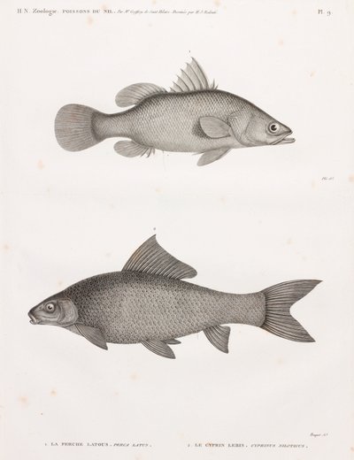 La Perche Latous & Le Cyprin Lebis von Unbekannt
