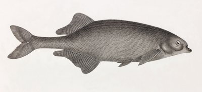 Le Mormyre de Salheyeh von Unbekannt