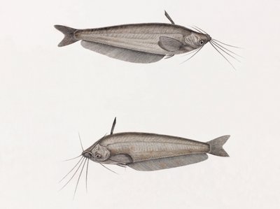Le Silure Oudnei von Unbekannt