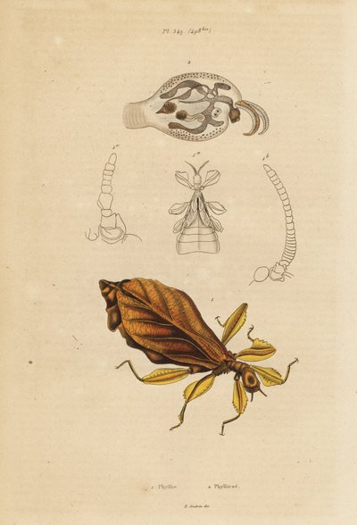 Blattinsekt, Phyllium-Arten, und Nacktschnecke, Phylliroe-Arten von Unbekannt