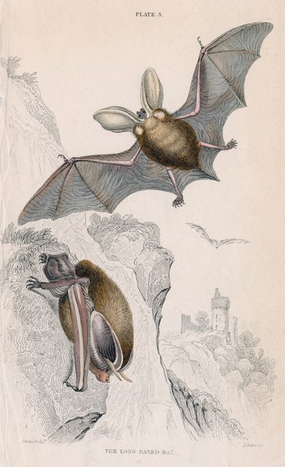 Langohrfledermaus Plectorus auritus von Unbekannt
