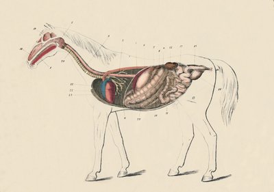 Längsschnitt des Pferdes, um 1879 von Unbekannt