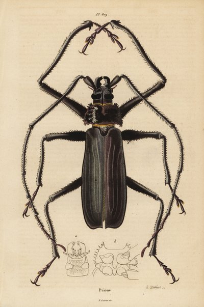Macrotoma hayesii Käfer von Unbekannt