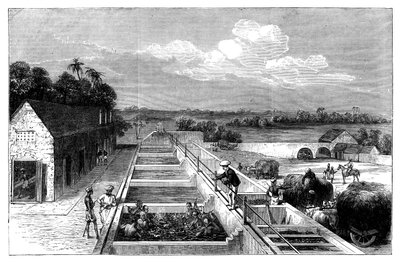Indigoherstellung in Tirhoot Muzaffarpur, Unterbengalen, 1869 von Unbekannt