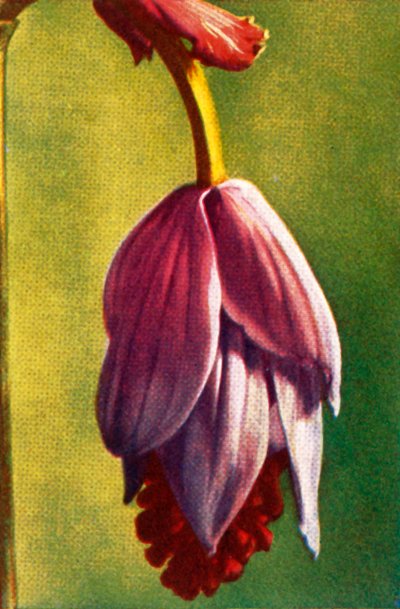 Medinilla, ca. 1928 von Unbekannt